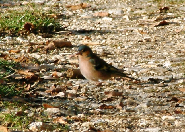 uccello variopinto - Fringuello